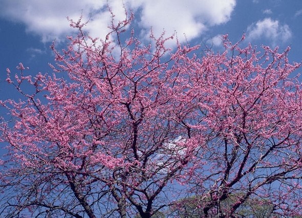 Redbud - Sapling (2'-4')