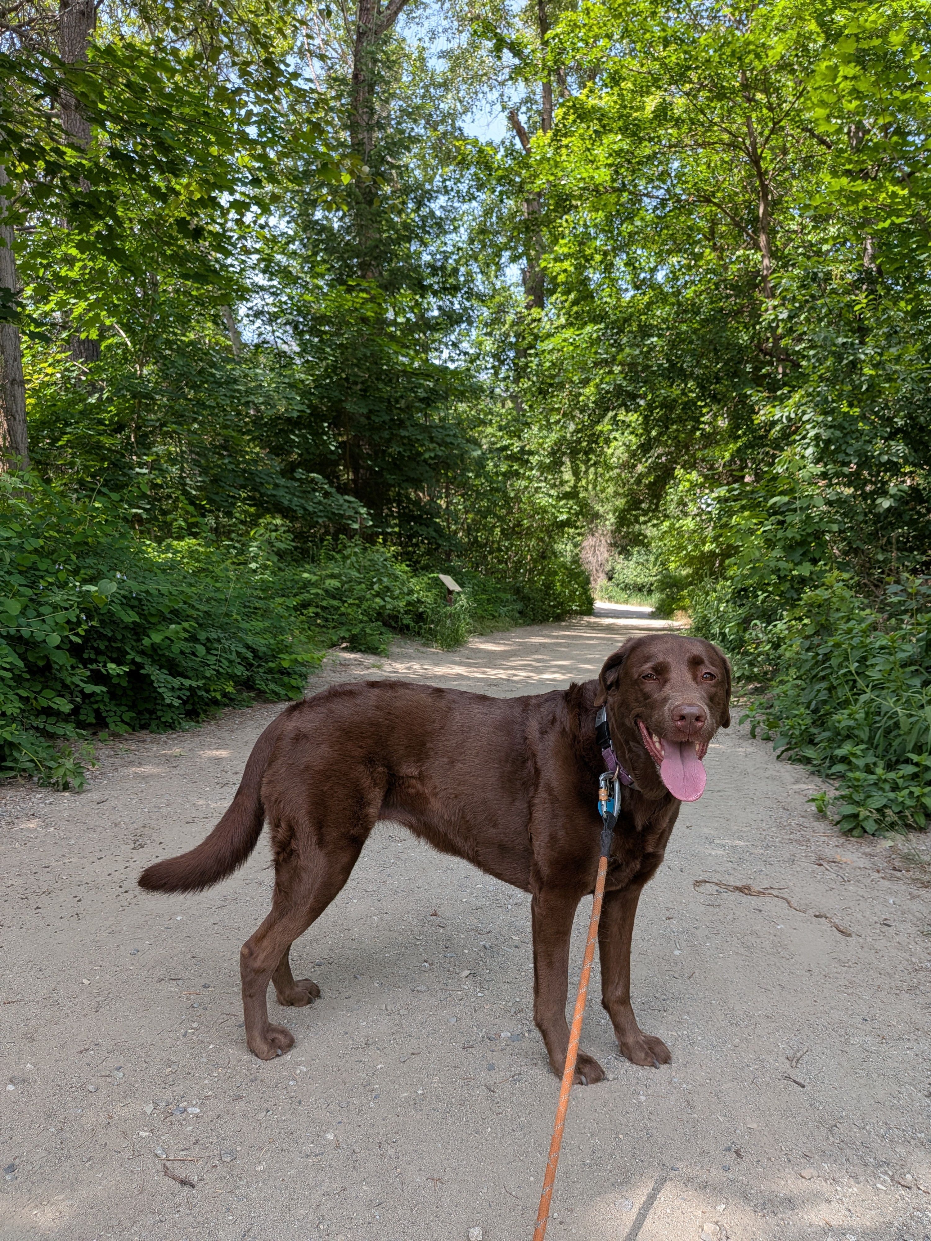 A leashed chocolate lab stands in the middle of a gravel trail, beneath green trees. 