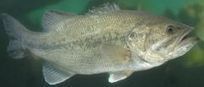 Largemouth Bass