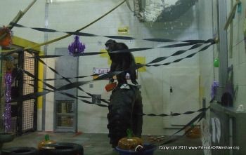 Dar on tire at halloween party