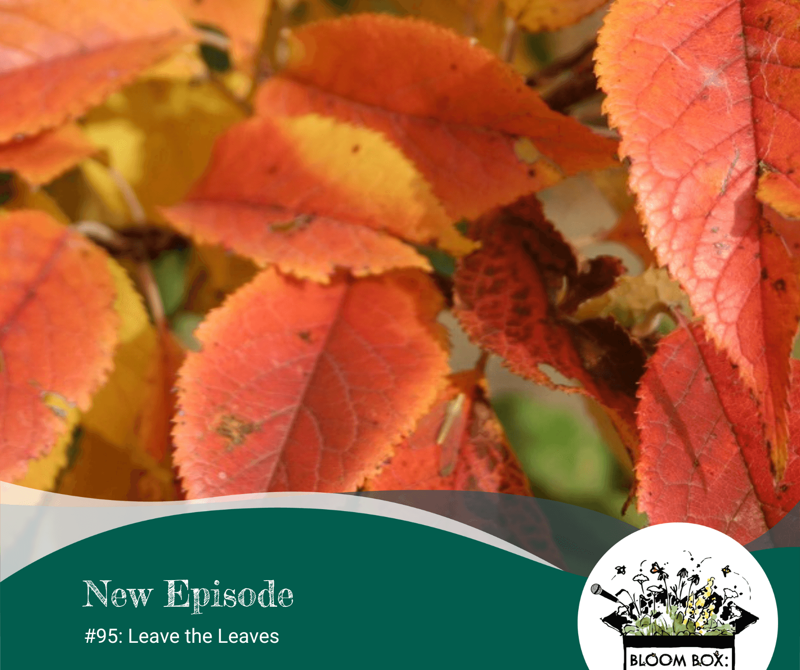 fall leaves