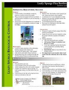 Leafy spurge flea beetles info sheet