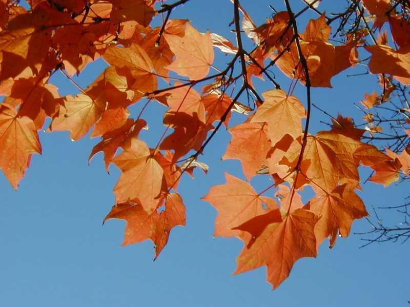 Sugar Maple - Pack of 25 Seedling (6"-12")
