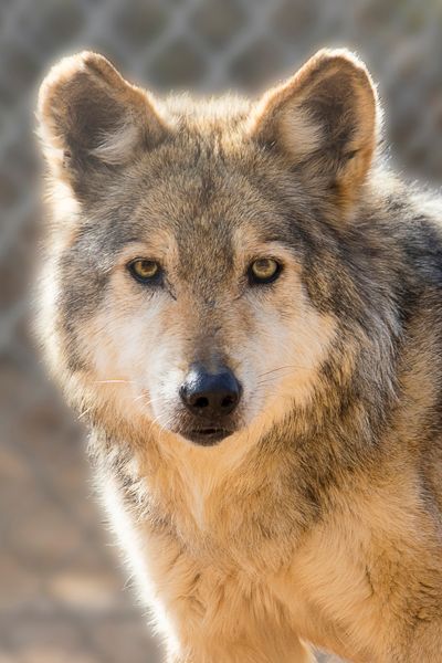 F883 Serenity Mexican Gray Wolf Southwest Wildlife Scottsdale Arizona Photo by Carol A. Urban