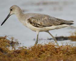 Western Willet