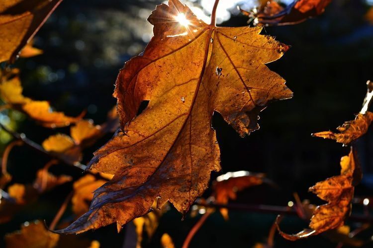 A fall maple leaf with the sun shining through a crack in the leaf's surface.