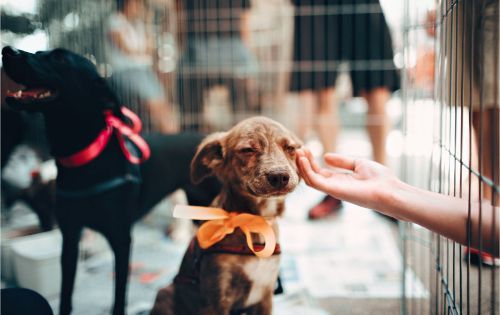 Five Reasons Why You Should Adopt a Mutt