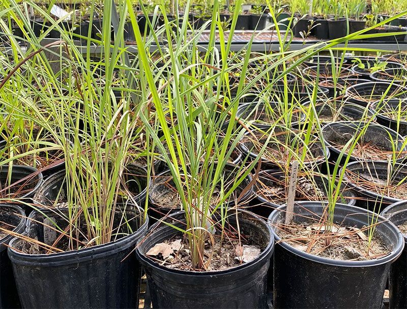 Coastal Natives Nursery
