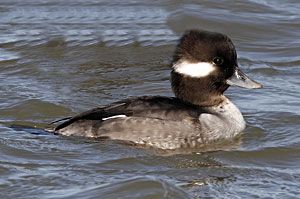 Bufflehead (female)