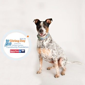 Fairfield County's Giving Day