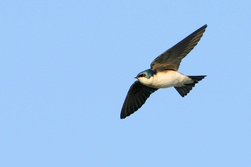 north texas tree swallows