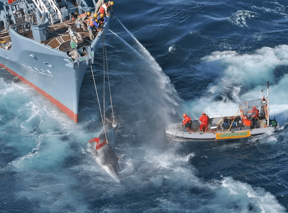 In a visual representation of David vs. Goliath, a small Greenpeace boat confronts an enormous Russian whaling ship on the high seas. ©Greenpeace