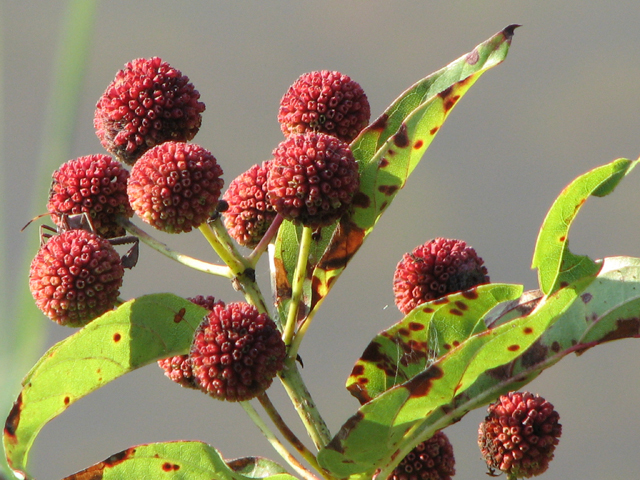 Buttonbush- Pack of 5 Seedlings (12"-18")