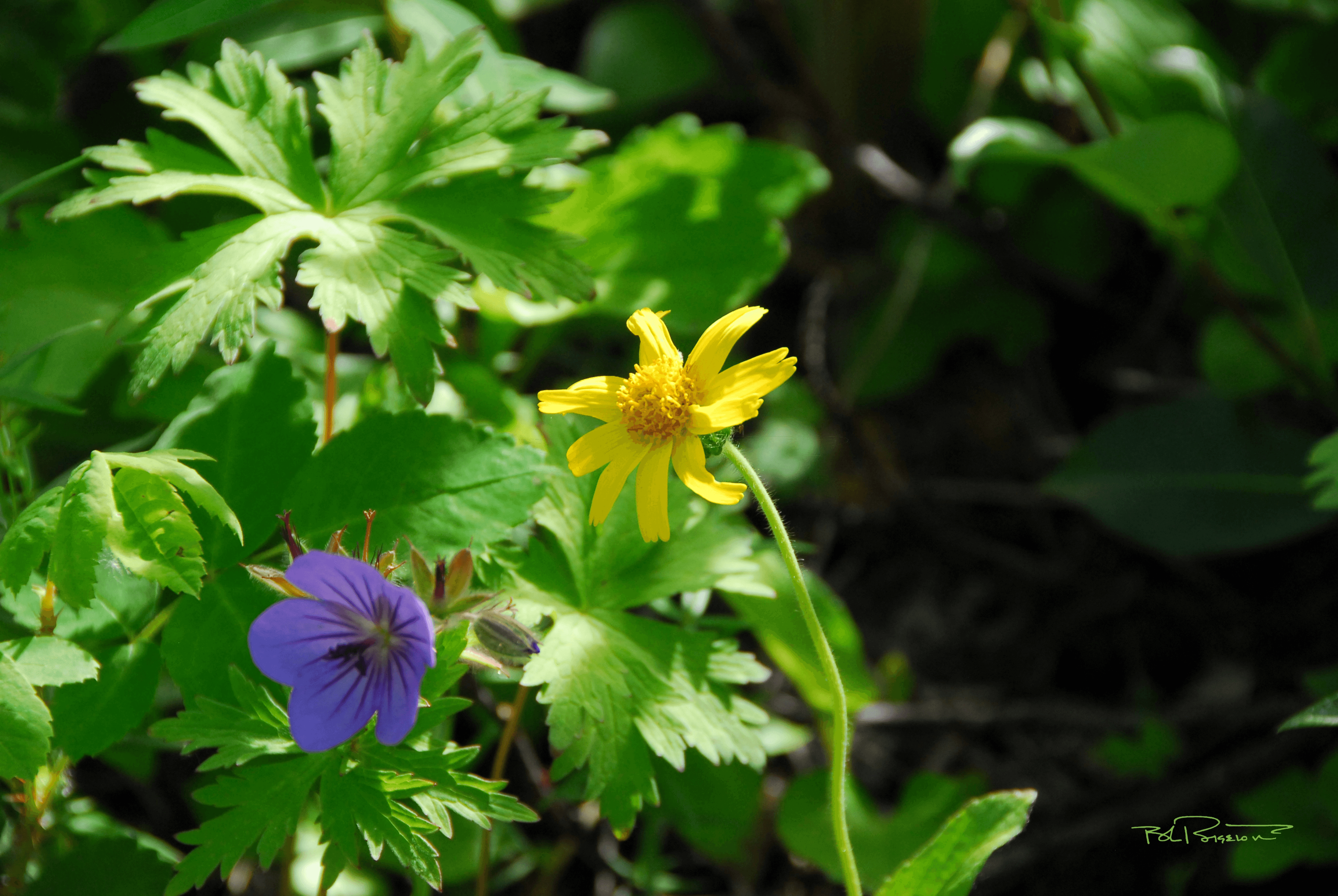 Composite and Wild Geranium