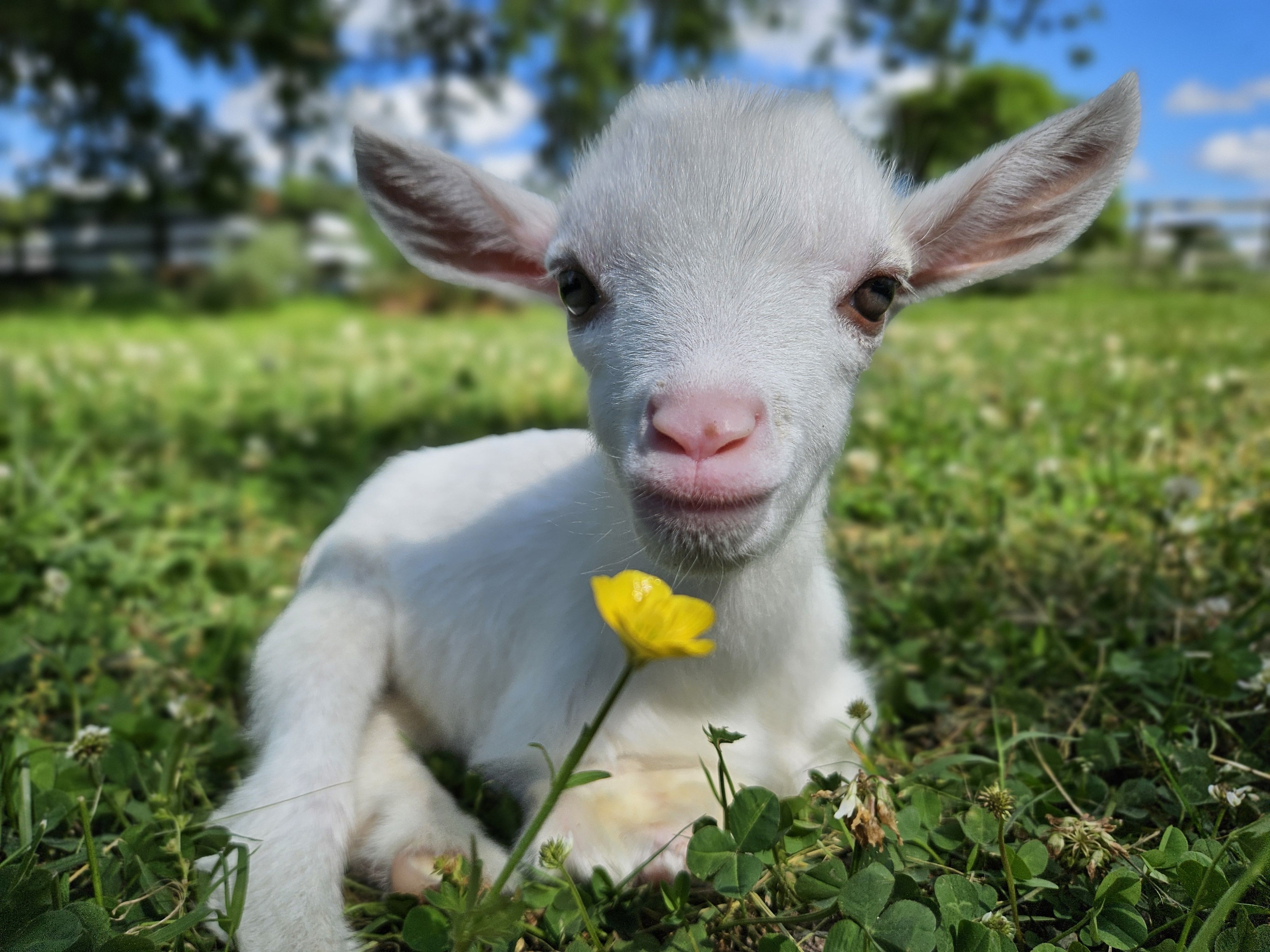 farm animals at the farm