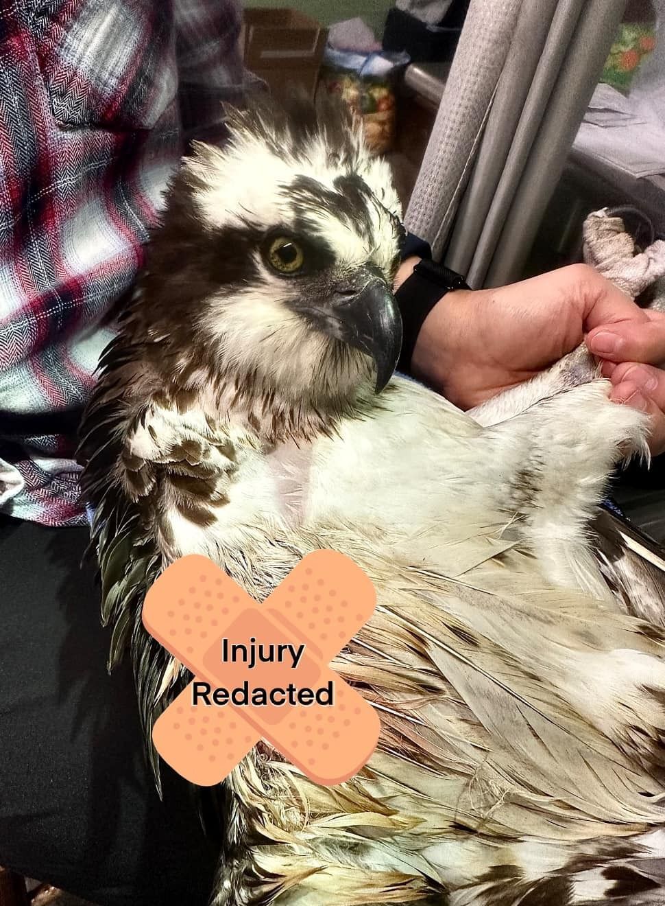 Osprey with injury redacted held by a volunteer. Owl Moon Raptor Center.