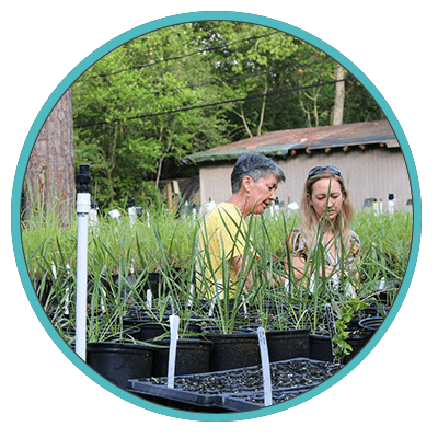 Natives Nursery