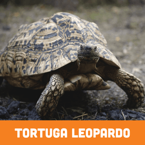 leopard tortoise