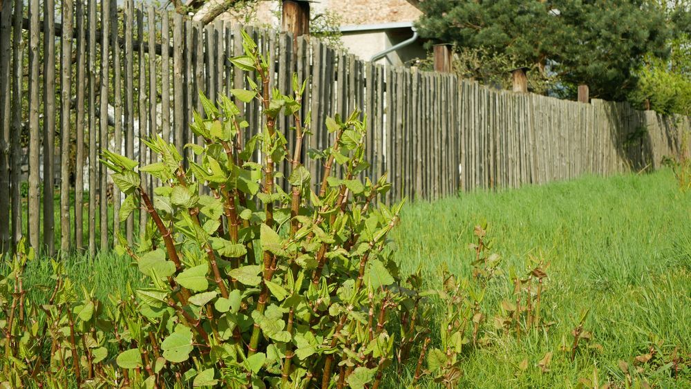 japanese knotweed