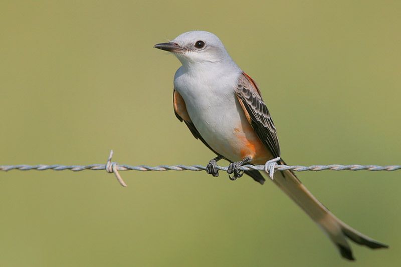 Scissor-tailed Flycatcher