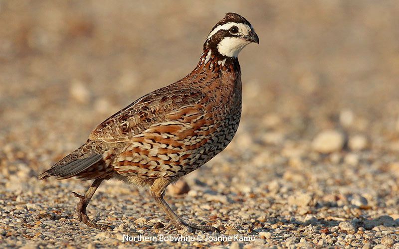 Northern Bobwhite