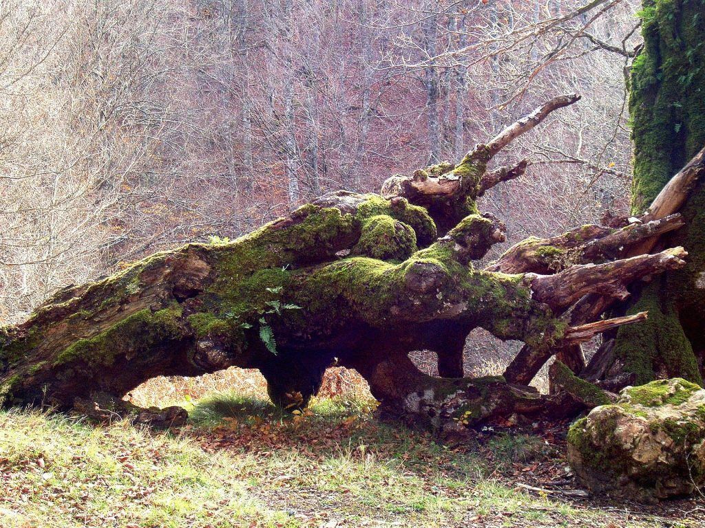 mossy rotting log