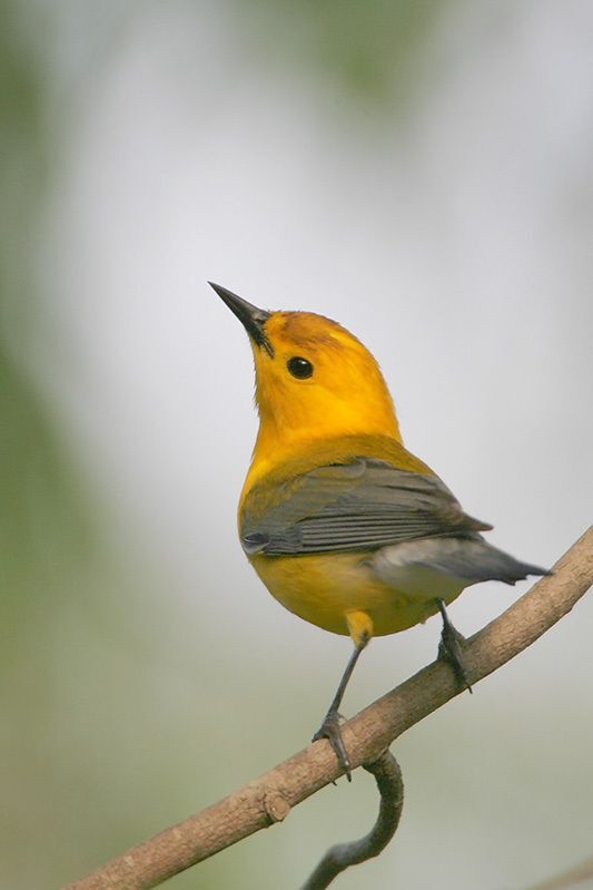 Prothonotary Warbler