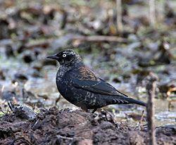 Rusty Blackbird (adult male - winter plumage)