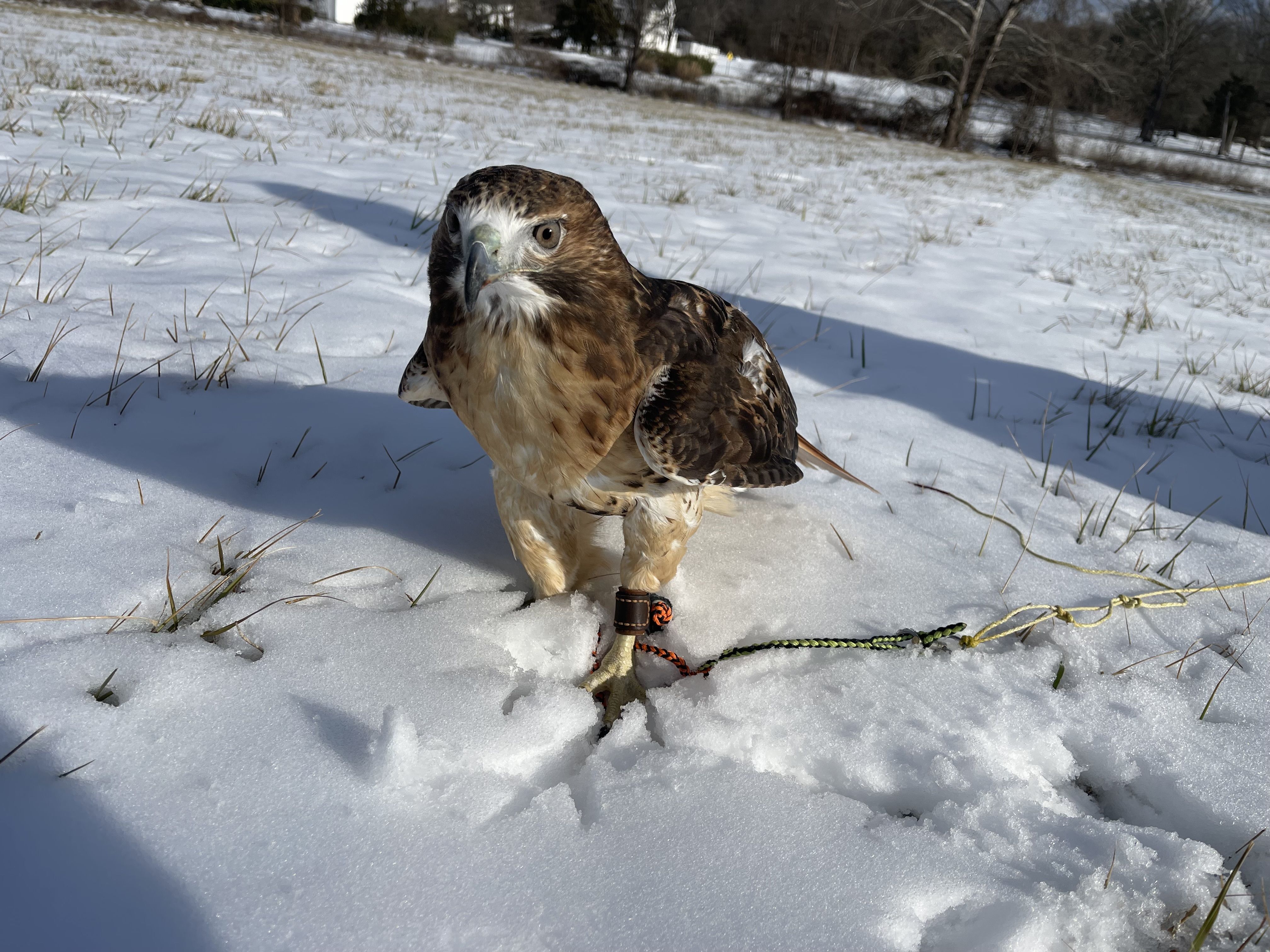 Red Tailed Hawk
