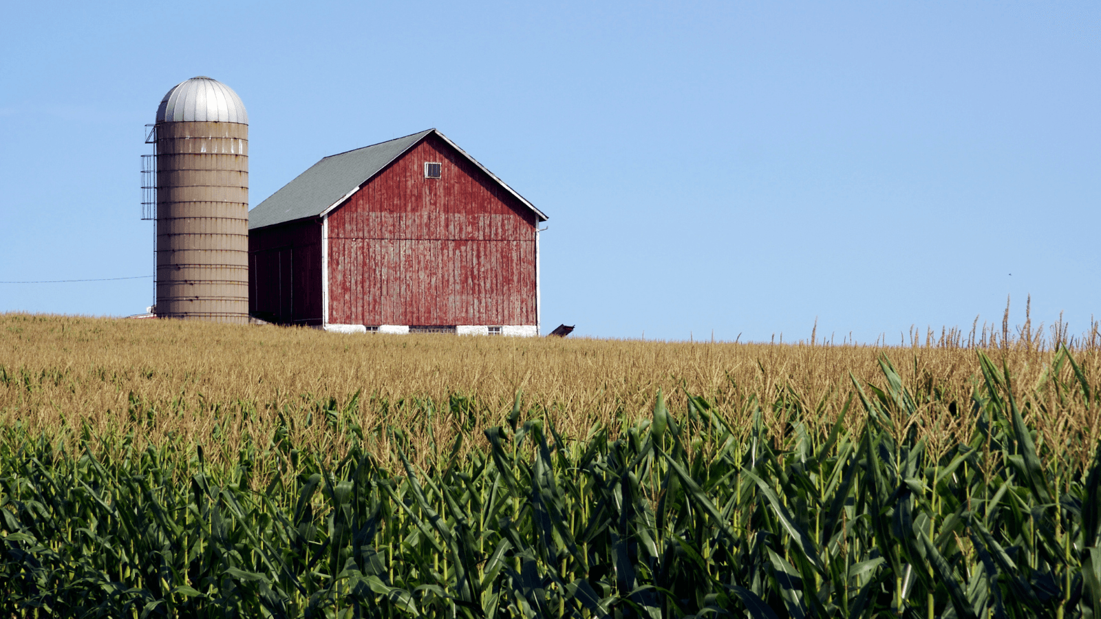 cornfield with a barn and a silo in the background 