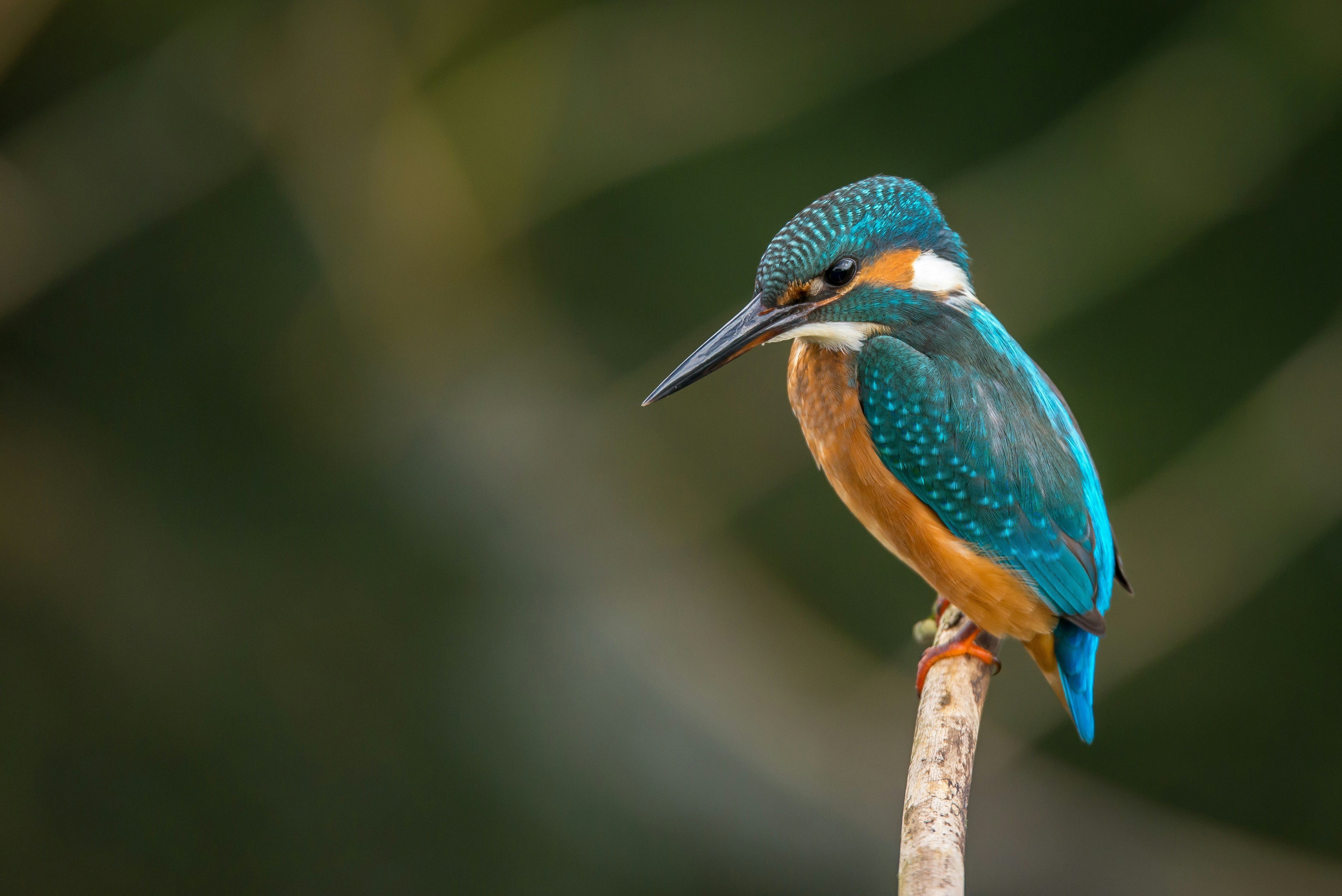 Bird Watching near me, Riverside Nature Center, Texas Master Naturalist, Kerrville, Nature lover, education about birds