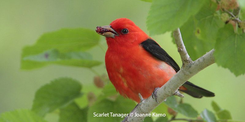 Scarlet Tanager