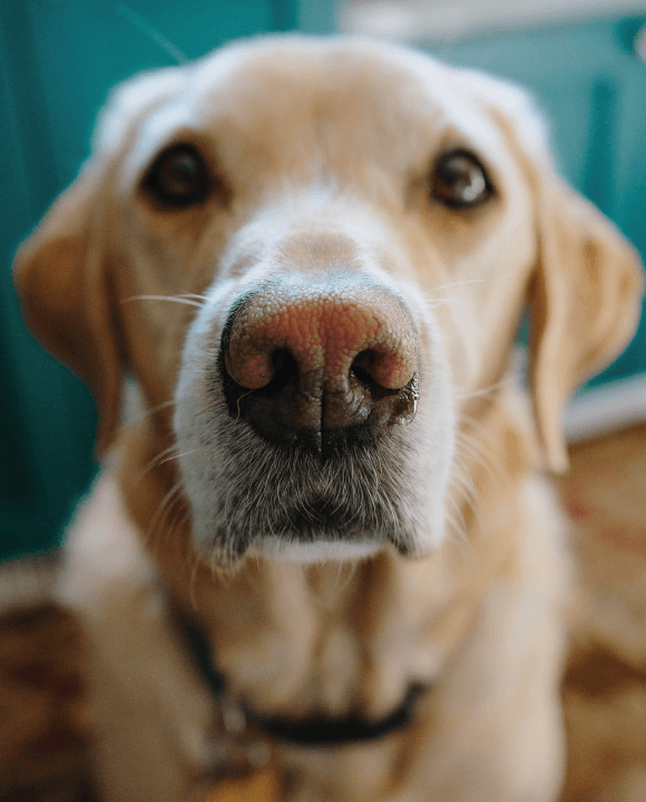 What is the Meaning of a Wet Dog Nose?
