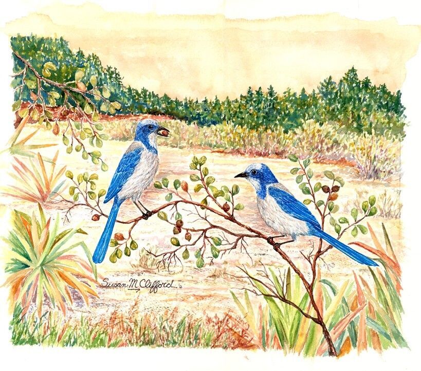 Susan Clifford 