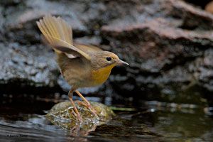 Common Yellowthroat