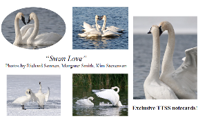 Notecards: "Swan Love" cards and envelopes. Set of 5 exclusive Trumpeter Swan Society images. $10
