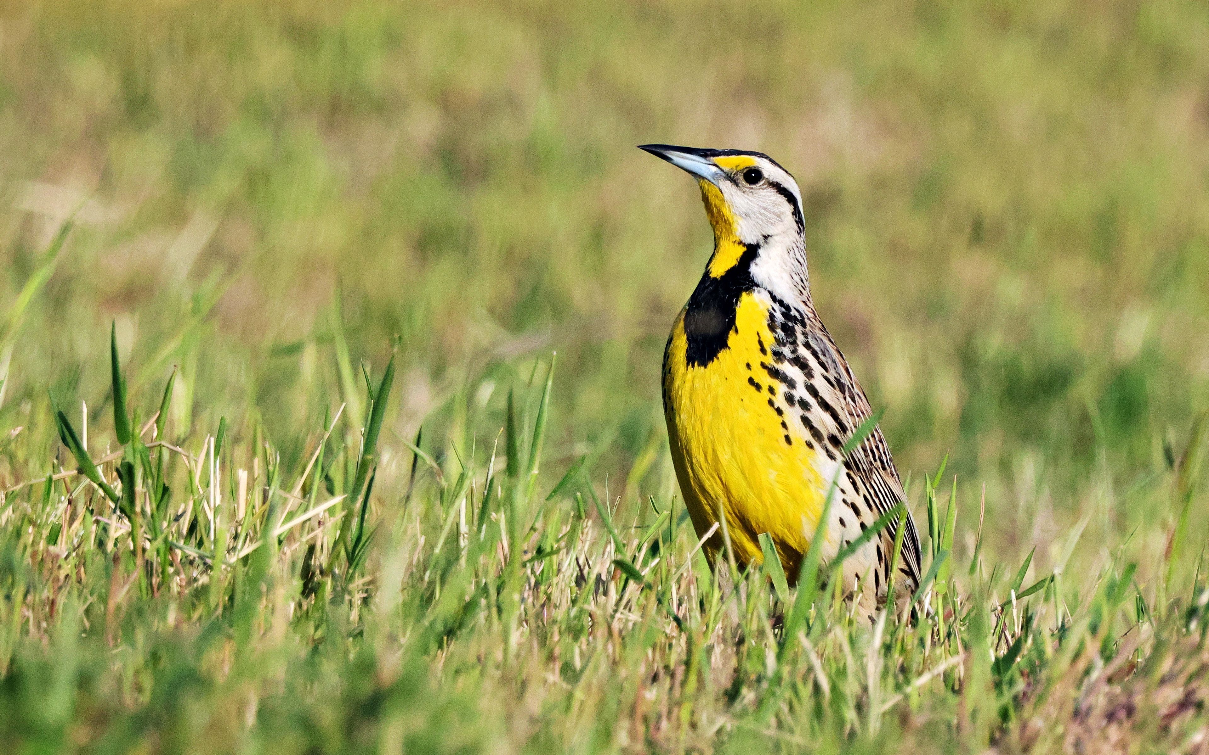 Eastern Meadowlark
