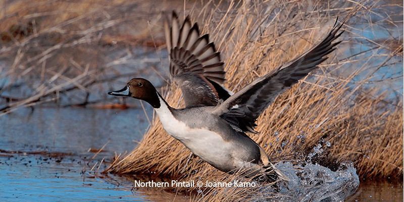 Northern Pintail