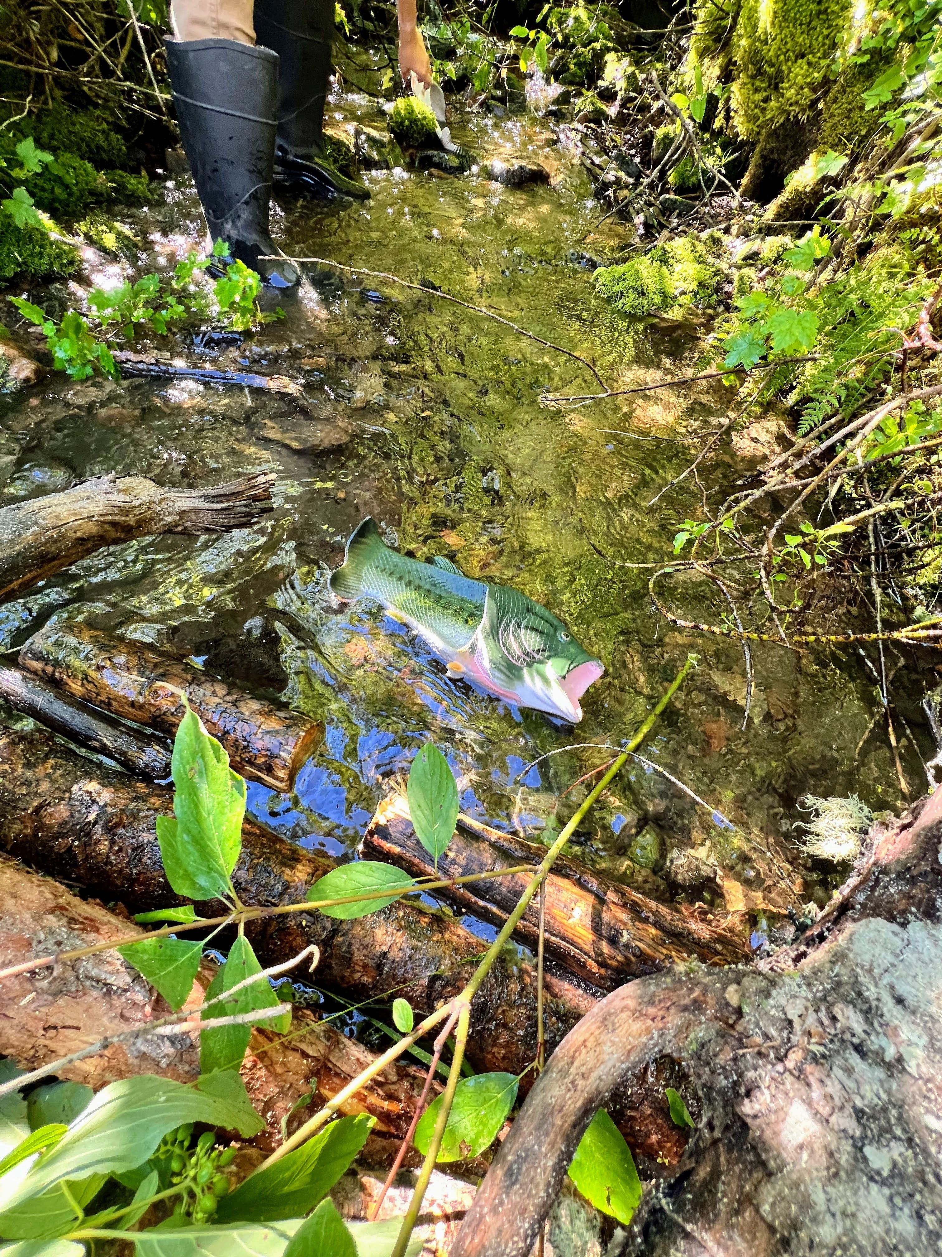 A fake rubber fish in a stream