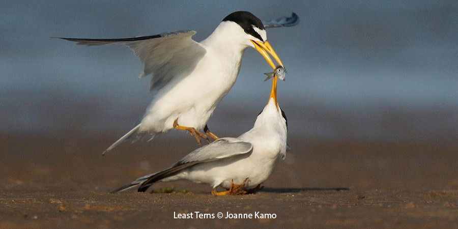 Least Terns