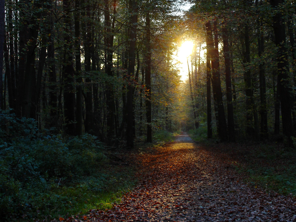 A forest path is lit by sunlight filtering through the trees