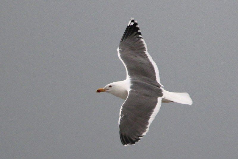 Lesser Black-backed Gull