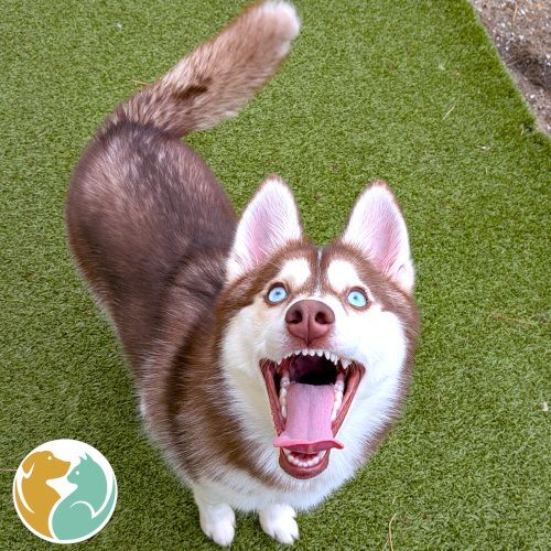 SCARLETT- ADOPTED 4/18!