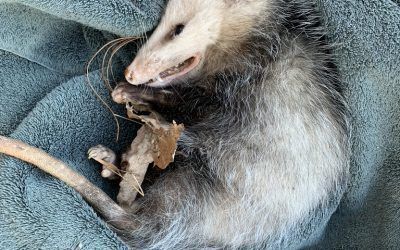 How to Do Successful Wildlife Rescues