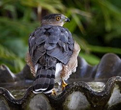 Cooper's Hawk (adult)