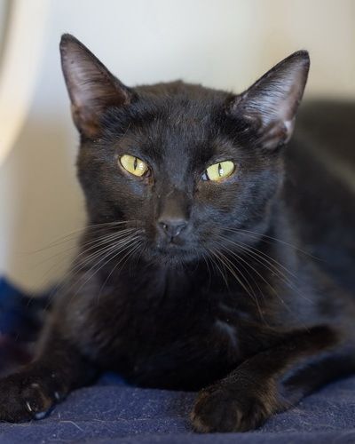 SHEBA