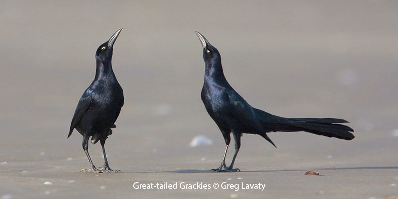 Great-tailed Grackle