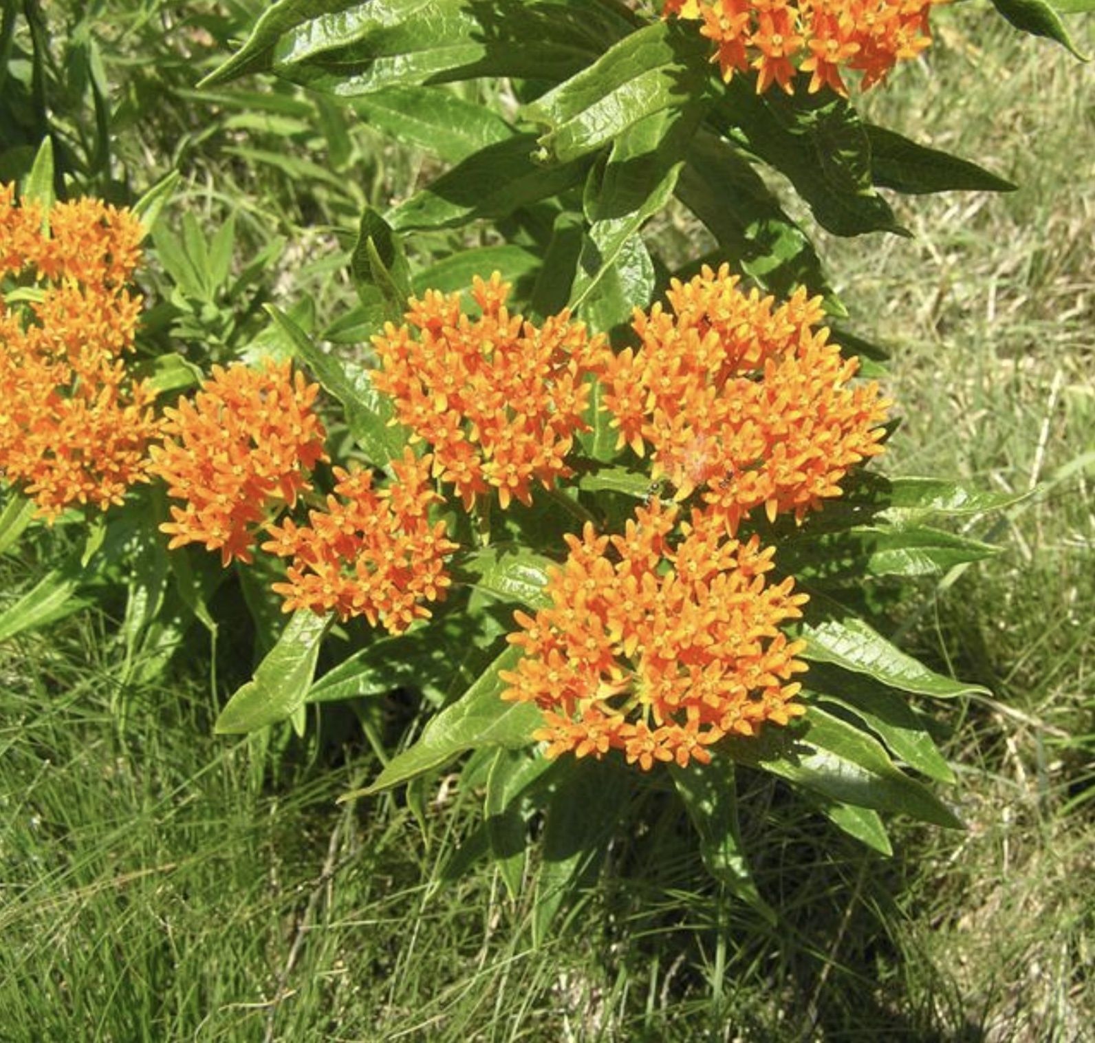 Butterfly Milkweed (Asclepias tuberosa)
