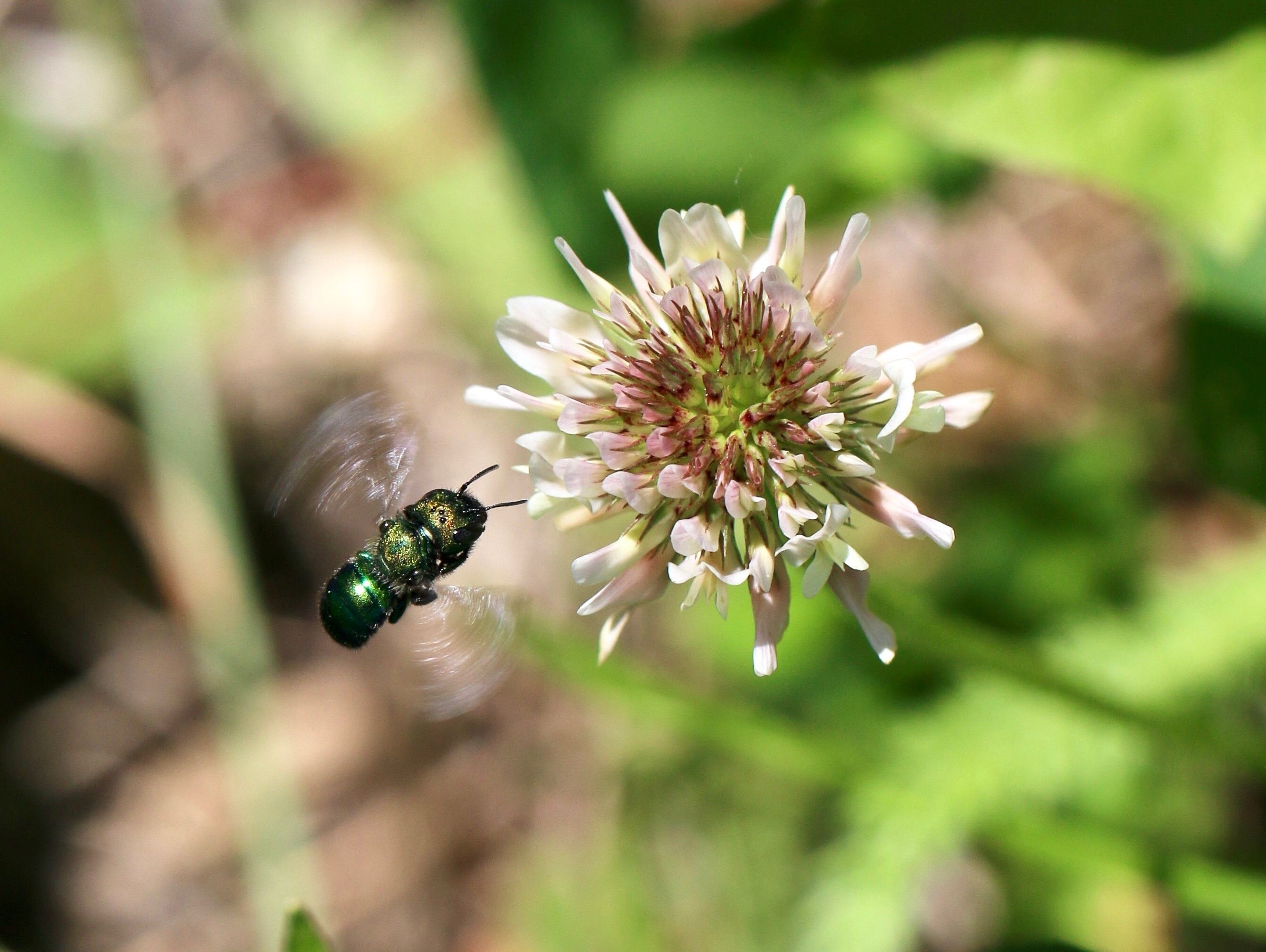 Backyard Conservation