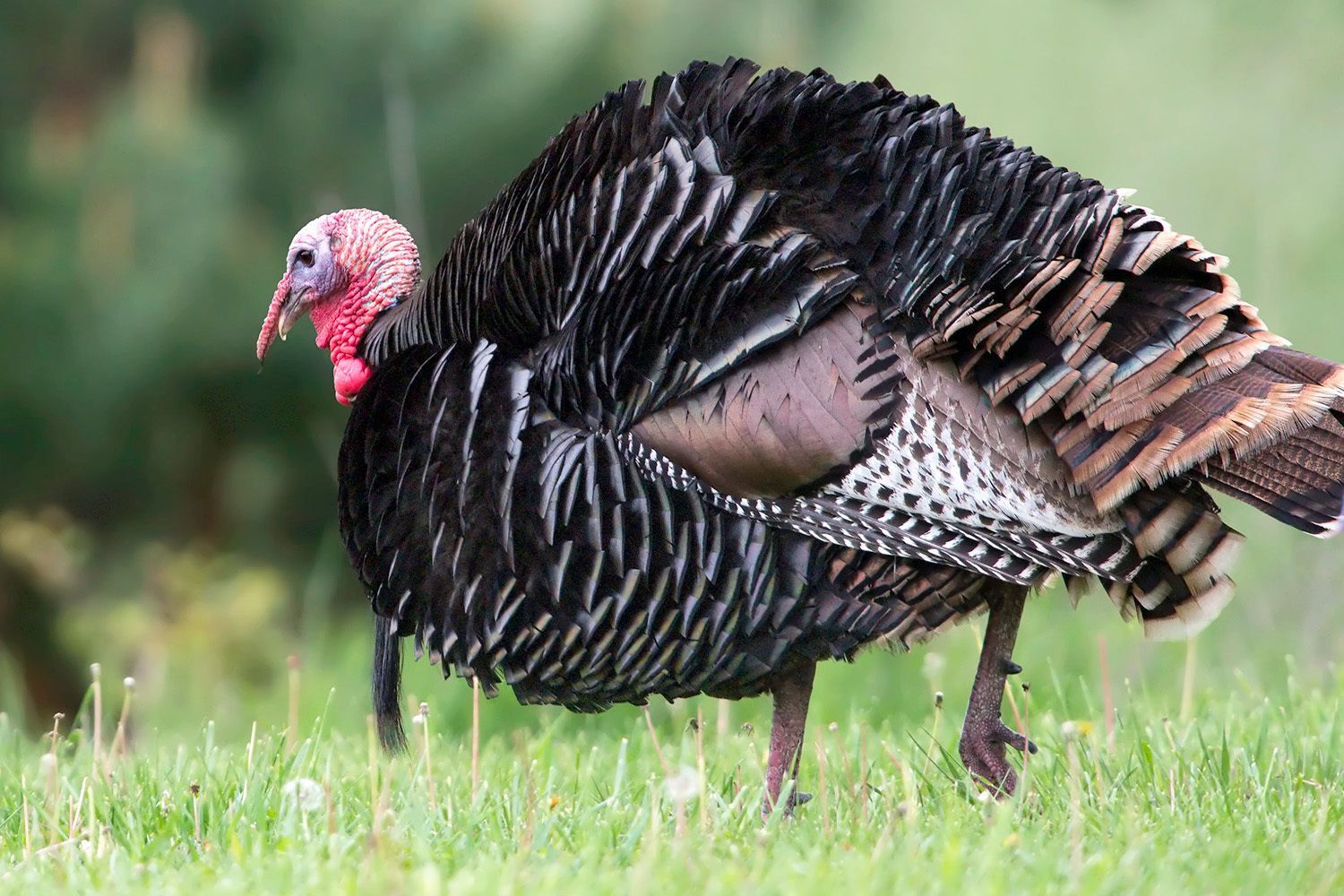 A male Wild Turkey walking through grass seen in profile with bright red wattle